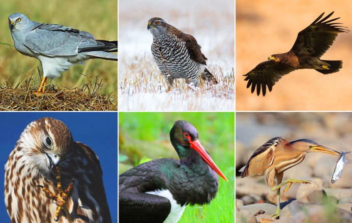 Сойка с желудем