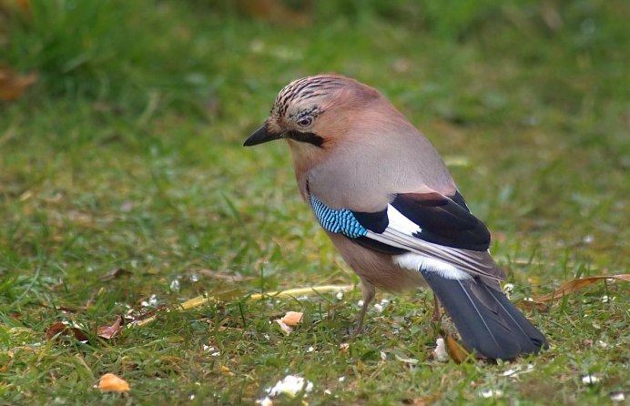 Птица с пушистым оперением