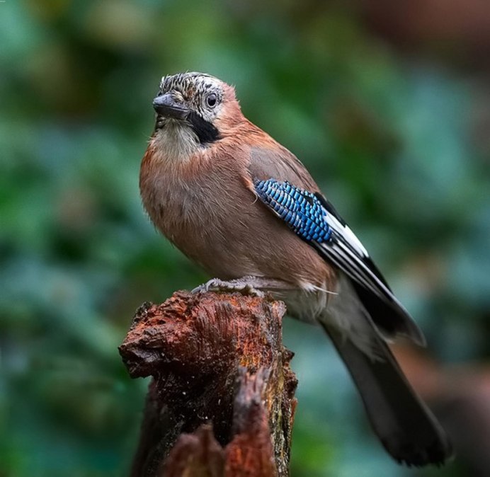 Юкатанская Сойка