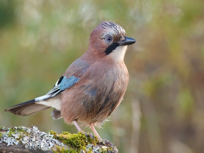 Певчие птицы Урала перелетные