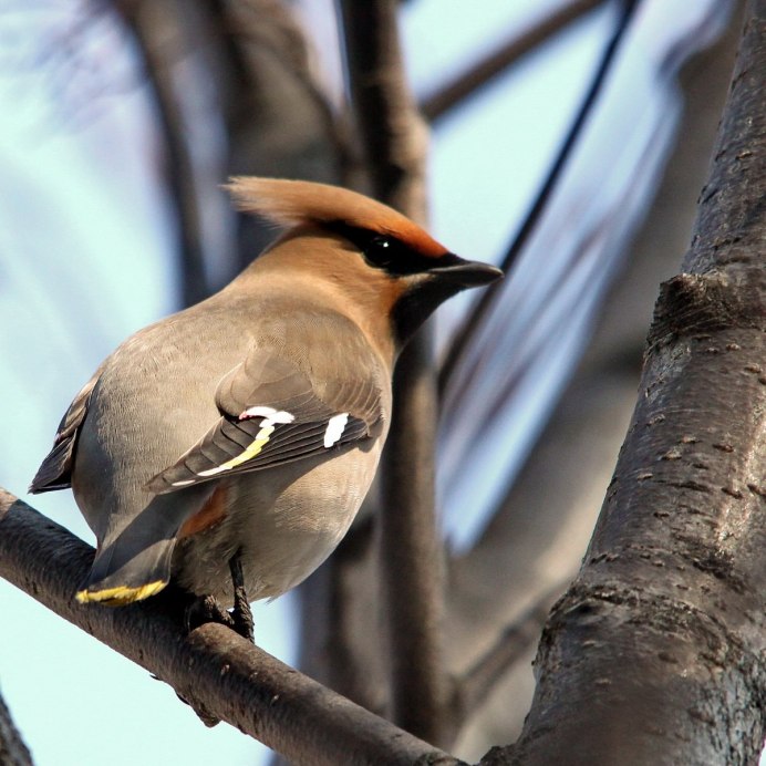 Птицы Зарянка Зяблик Дрозд