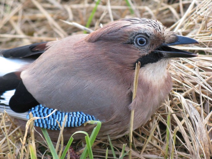 Птицы Тайланда