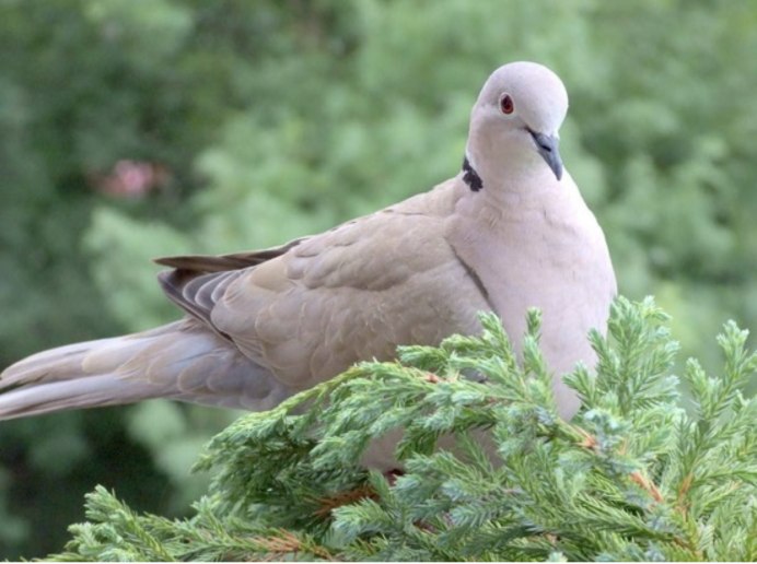 Сойка garrulus glandarius