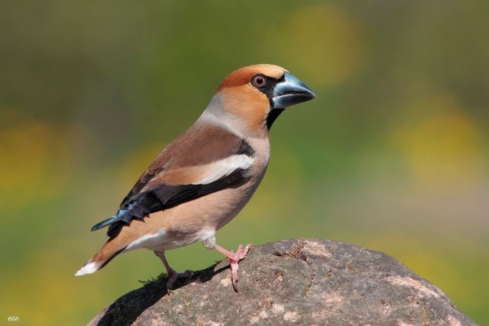 Птицы средней Азии