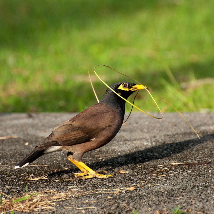 Обыкновенный Дубонос