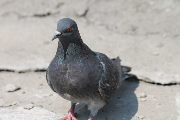 Белая птица на дереве