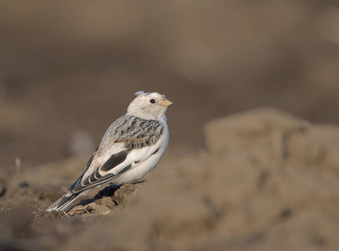 Plectrophenax nivalis