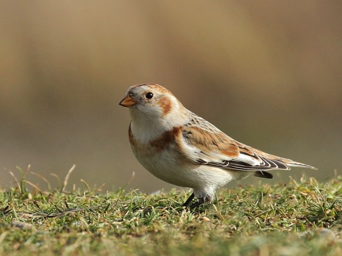 277. Пуночка обыкновенная (Plectrophenax nivalis)