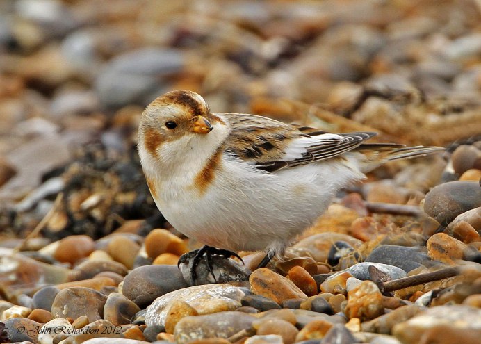 277. Пуночка обыкновенная (Plectrophenax nivalis)