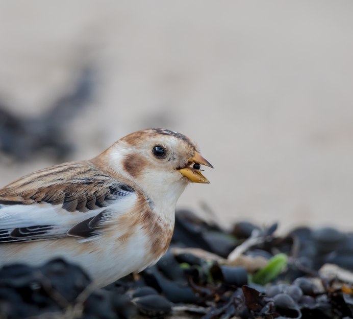 277. Пуночка обыкновенная (Plectrophenax nivalis)