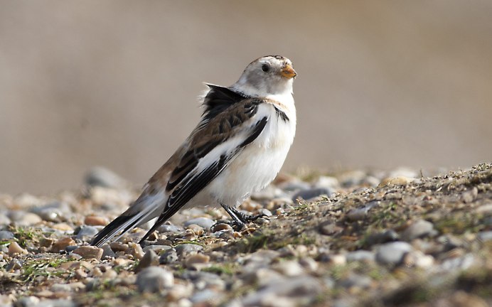 277. Пуночка обыкновенная (Plectrophenax nivalis)