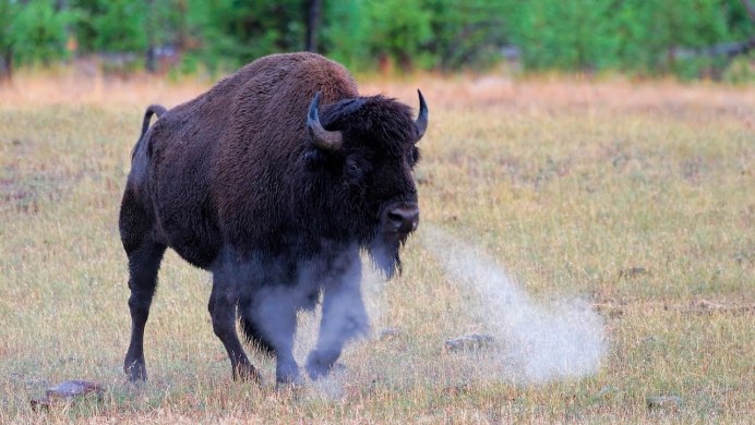 Степной Бизон Bison Priscus