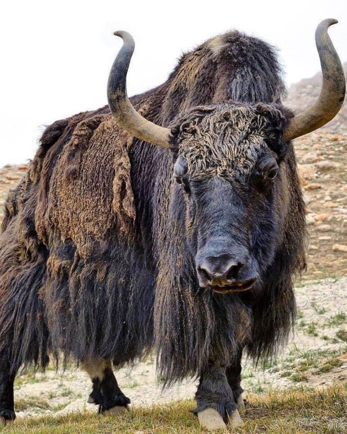 Бизон (Bison Bison)
