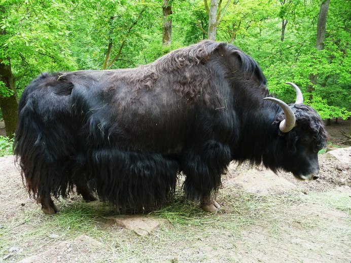 Длиннорогий буйвол