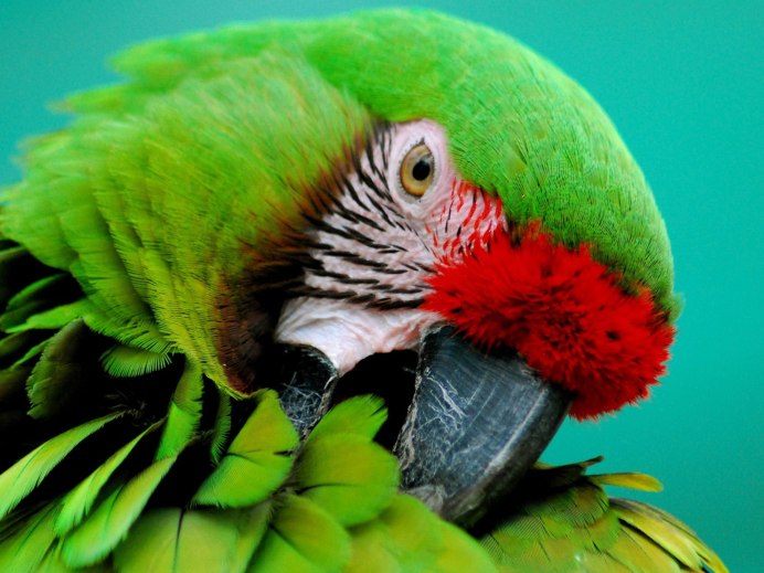 Блестящий попугай
