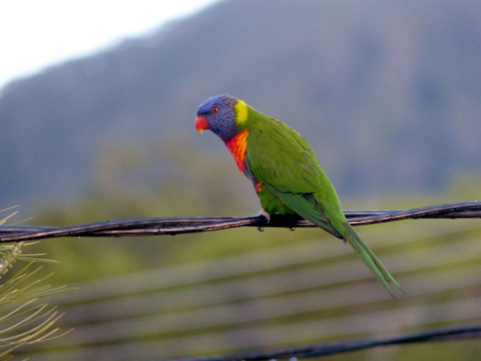 Попугай породы корелла