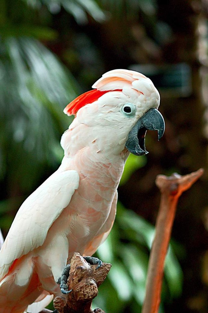 Попугаи кореллы