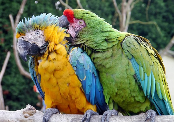 Guacamaya Tricolor попугай