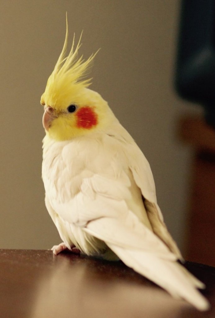 Попугай корелла