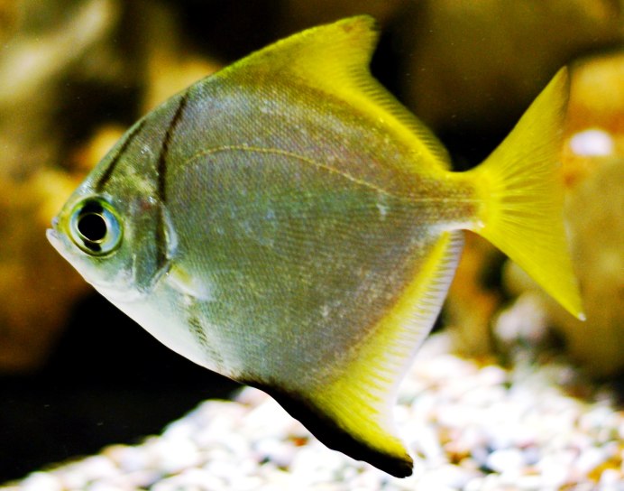 Monodactylus argenteus