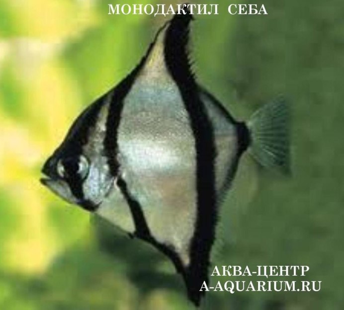 Морская Ласточка рыба