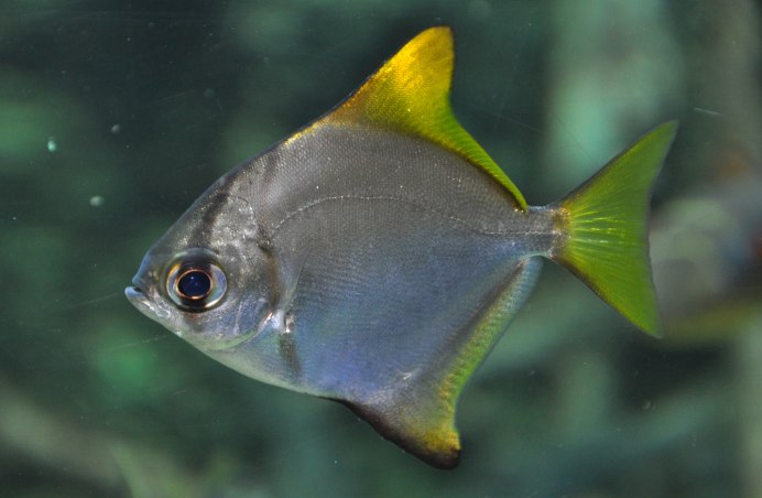 Монодактил серебрянный (Monodactylus argenteus)