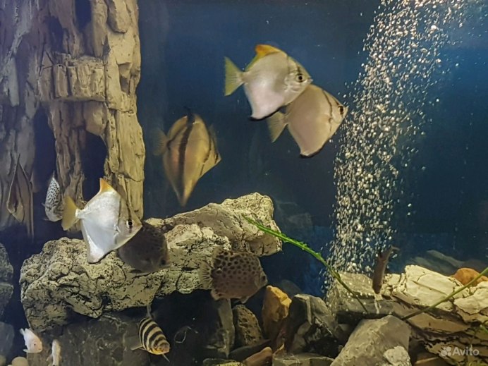Хромис Ласточка черное море