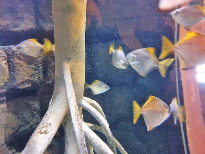 Скалярия (Pterophyllum scalare)