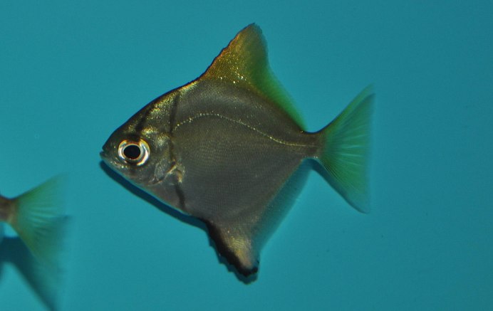 Monodactylus sebae