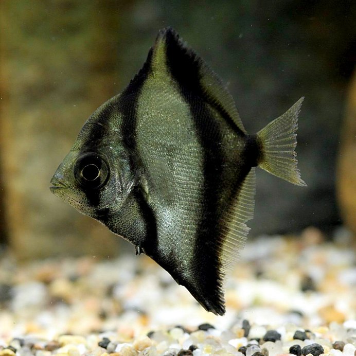 Monodactylus argenteus