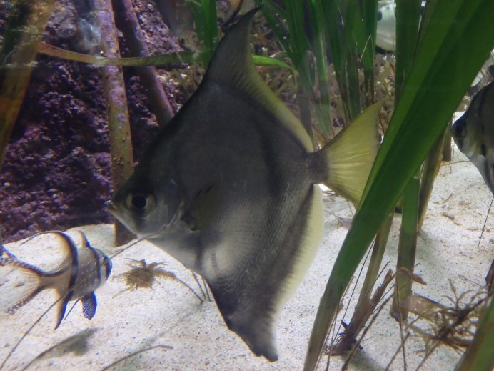 Monodactylus sebae