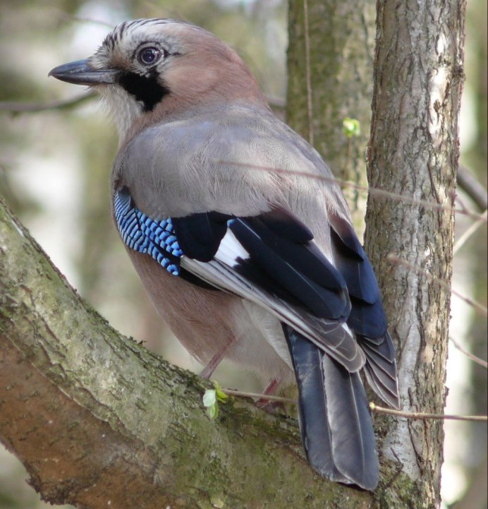 Глухарь в тайге