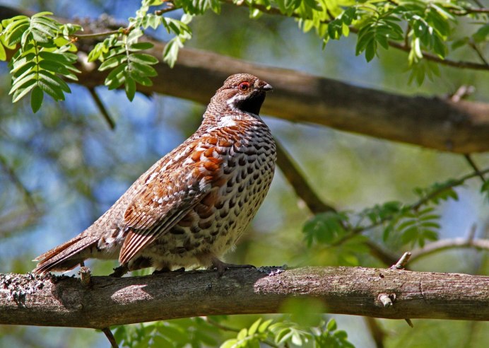 Лесные птицы Молдова фото