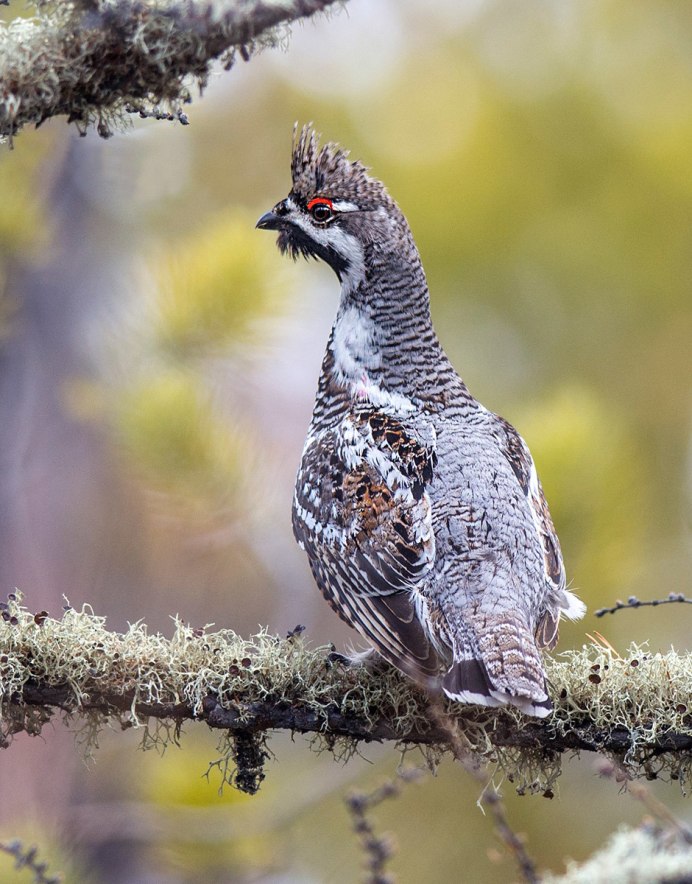 Обыкновенный Зяблик