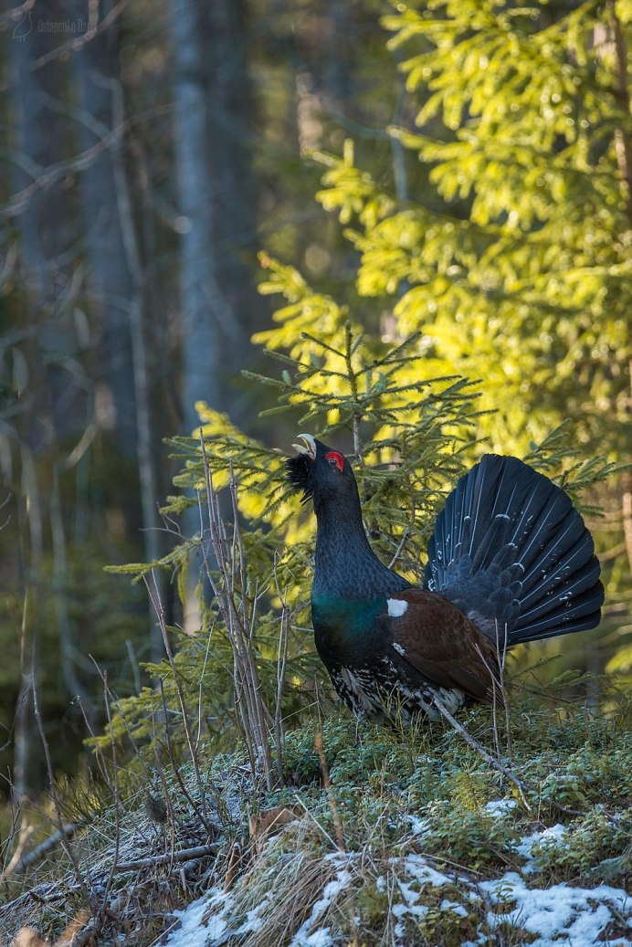 Сойка Лесная