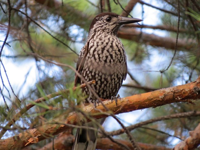 Самка глухаря Капалуха