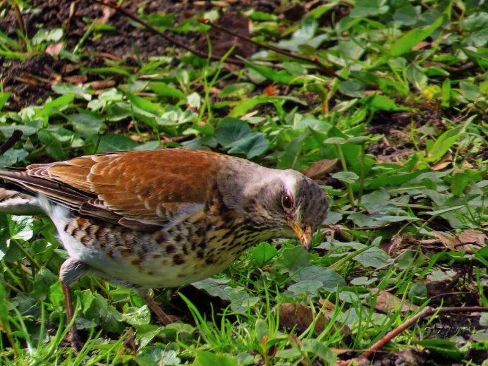 Голубь вяхирь ареал обитания