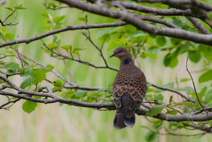 Птицы Подмосковья Сойка