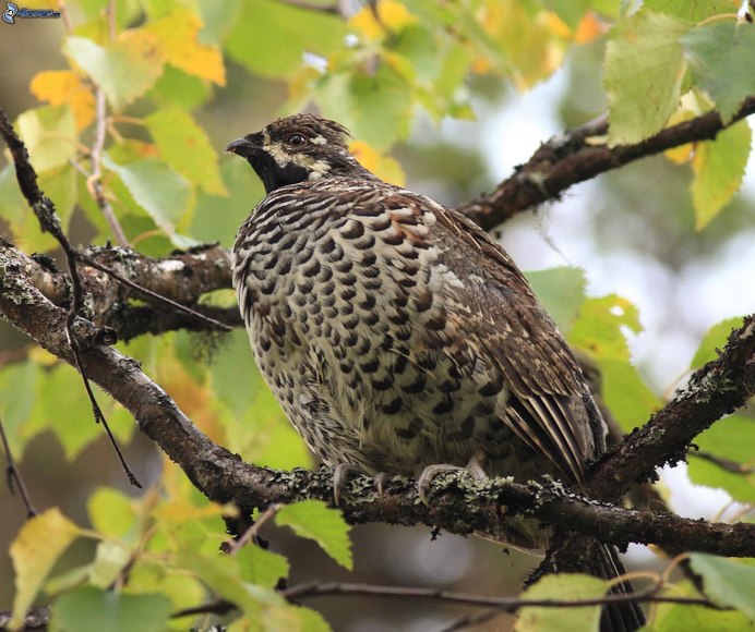 Каменный Глухарь птица