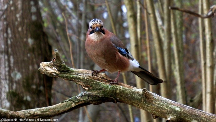 Юкатанская Сойка