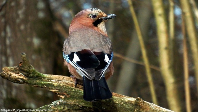 Рябчик Уссурийский