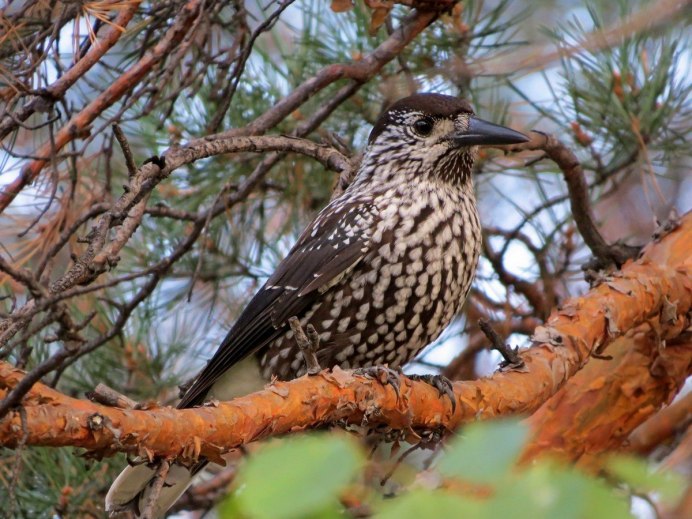 Лесной черный ворон