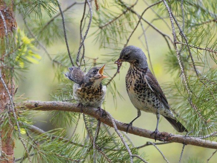 Дрозд рябинник Fieldfare turdus pilaris