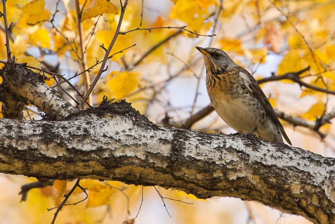 Дрозд-рябинник (turdus pilaris)