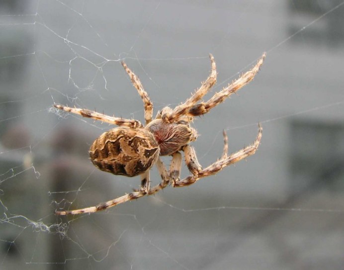 Leucorchestris arenicola