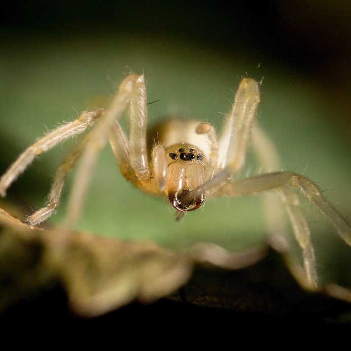 Leucorchestris arenicola