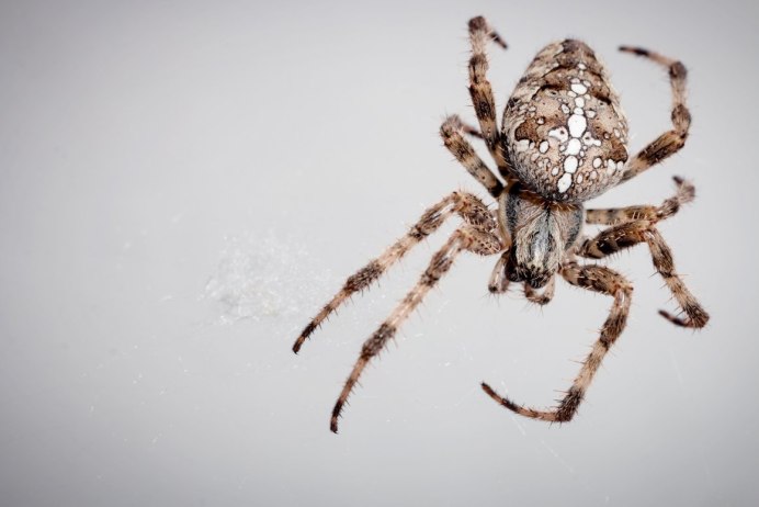 Паук Eusparassus walckenaerius