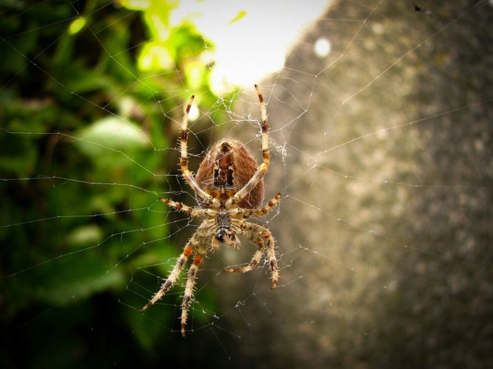 Паук Araneus SP