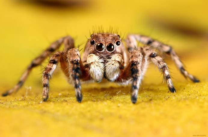 Садовый паук (Araneus diadematus