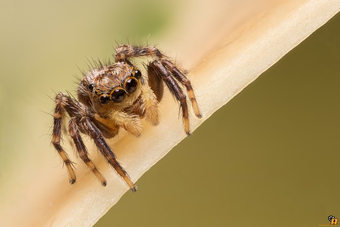 Паук Cebrennus rechenbergi